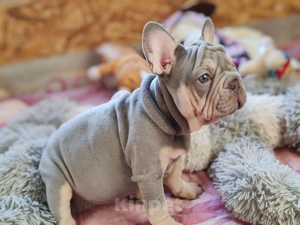 Собаки в Санкт-Петербурге: Шикарный щенки французский бульдог Мальчик, 70 000 руб. - фото 5