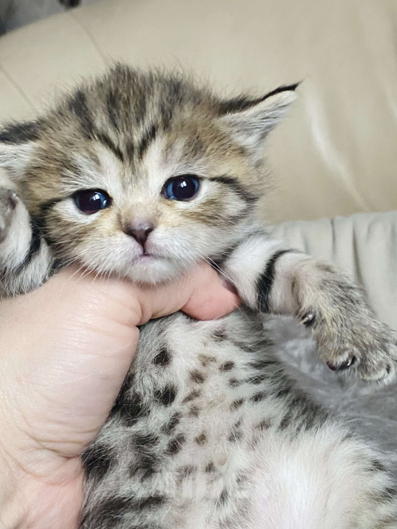 Кошки в Нижнем Новгороде: Разноглазая кошка  Девочка, 15 000 руб. - фото 2