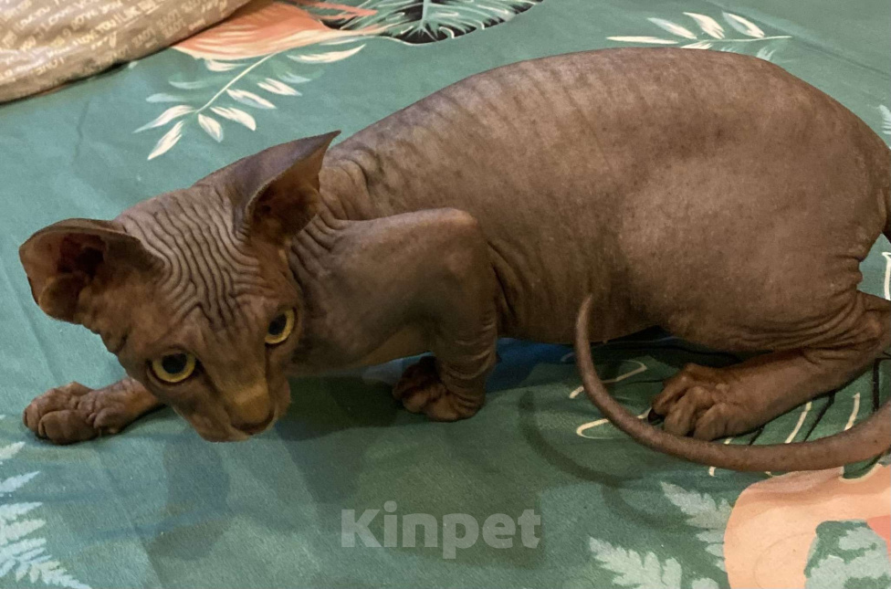 Кошки в Москве: Бесподобный канадец Мальчик, 45 000 руб. - фото 3