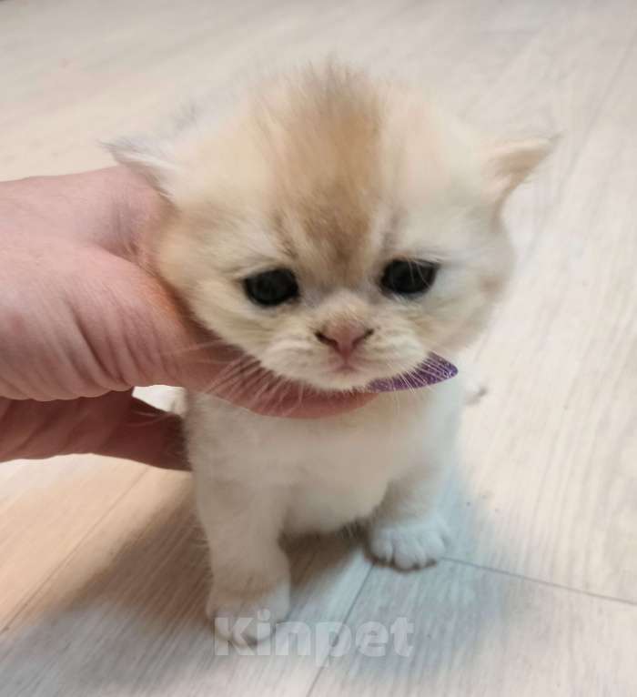 Кошки в Воронеже: Девочка биметаллик Девочка, 35 000 руб. - фото 3