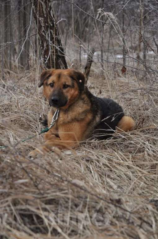 Собаки в Ногинске: Квейл ждет свою семью в приюте Мальчик, Бесплатно - фото 1