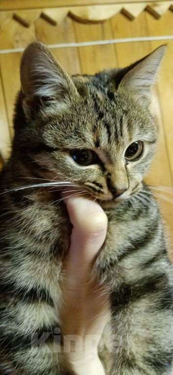 Кошки в Москве: котенок Герда ищет дом Девочка, Бесплатно - фото 10