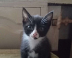 Кошки в Омске: Котята Мальчик, 1 руб. - фото 1