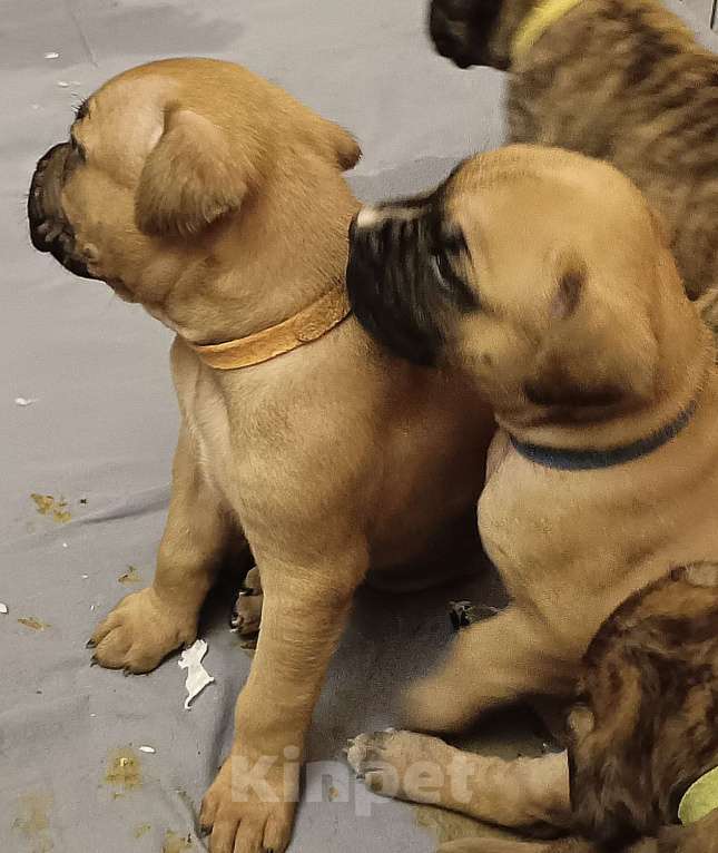 Собаки в Москве: Породистые и красивые щенки Алано Мальчик, Бесплатно - фото 1