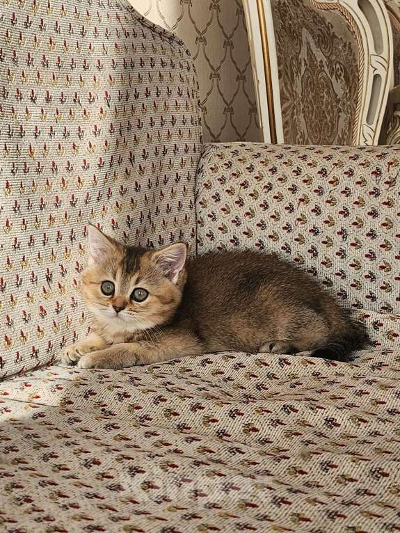 Кошки в Москве: Шотландские котята Девочка, 24 999 руб. - фото 2