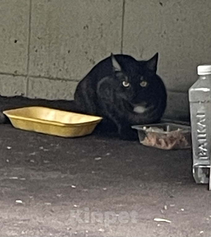 Кошки в Москве: Спаси мне жизнь Мальчик, Бесплатно - фото 3