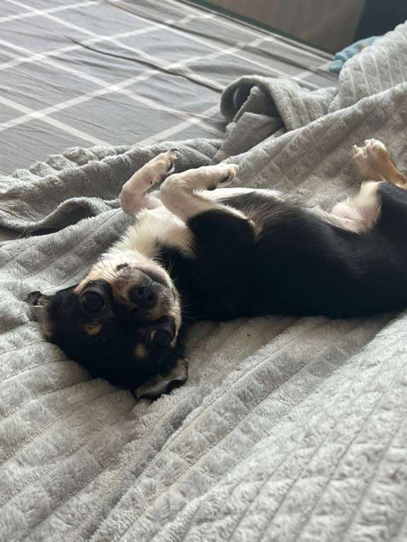 Собаки в Мурином: Крошка-чихуахуа ищет свою семью  Девочка, 20 000 руб. - фото 1