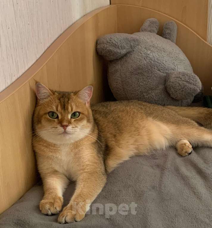Кошки в Москве: Отдам кота в добрые руки Мальчик, Бесплатно - фото 4