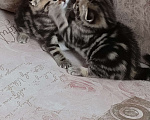 Кошки в Оренбурге: Шотландский вислоухий котенок  Мальчик, 10 000 руб. - фото 3