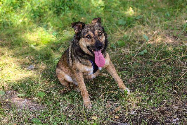 Собаки в Москве: Мулан Девочка, Бесплатно - фото 3