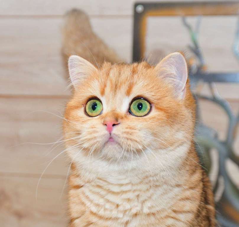 Кошки в Рыбинске: Британская девочка золотая шиншилла 6 мес Девочка, 20 000 руб. - фото 4