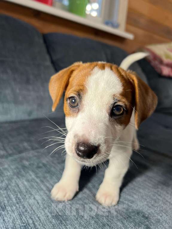 Собаки в Москве: Продается племенной  щенок джек рассел тер. 3  мес девочка Девочка, Бесплатно - фото 1