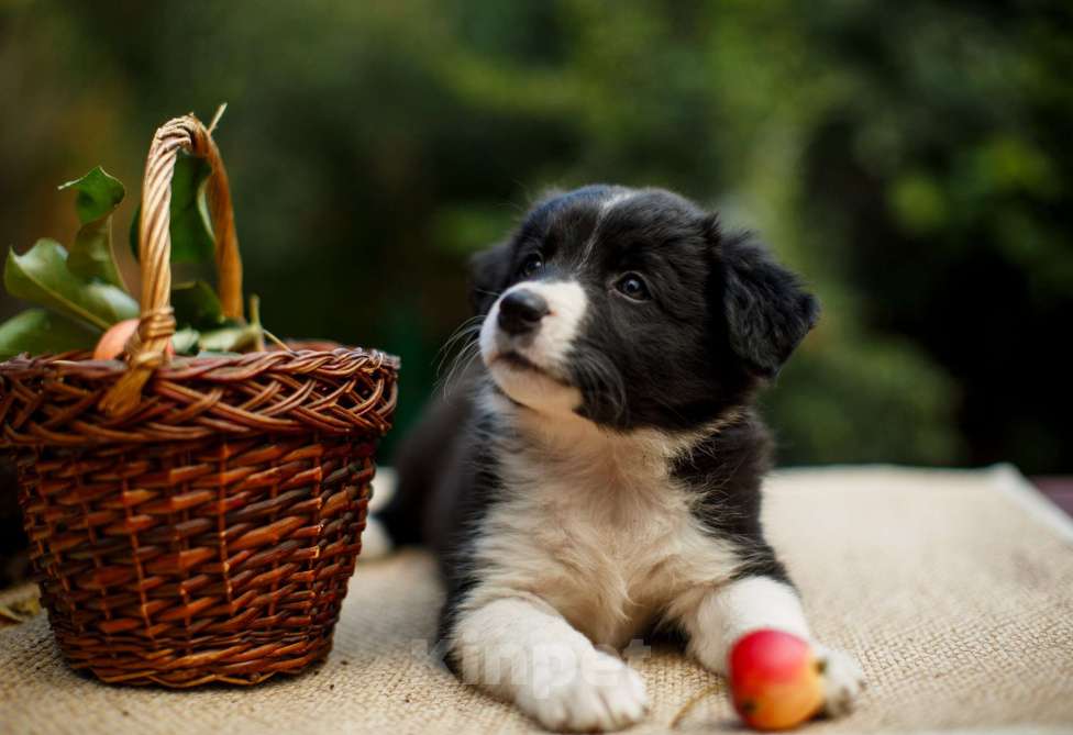Собаки в Новосибирске: Щенок Бордер Колли  Девочка, Бесплатно - фото 5