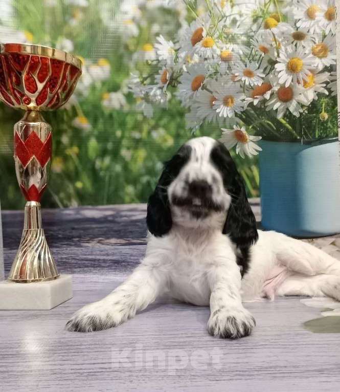 Собаки в Москве: Доступны для продаж щенок (кобель) 26.09.2024д.р от титулованных производителей.  Мальчик, 50 000 руб. - фото 3