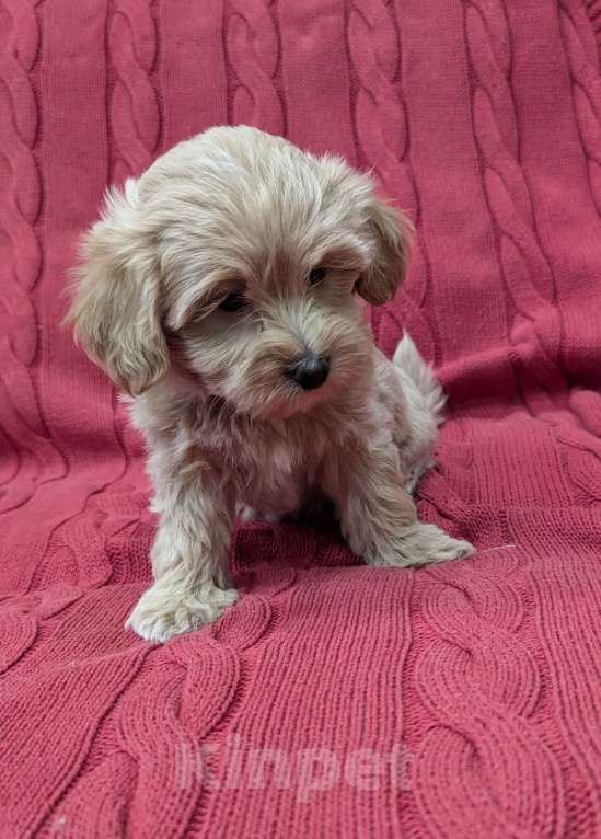 Собаки в Москве: Девочка мальтипу Девочка, Бесплатно - фото 2