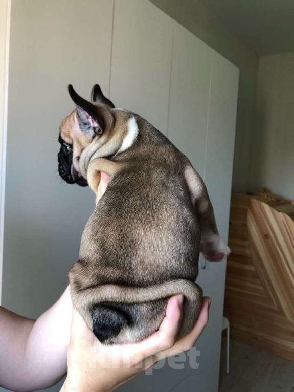 Собаки в Челябинске: Мальчик щенок французского бульдога  2 месяца Мальчик, 35 000 руб. - фото 2