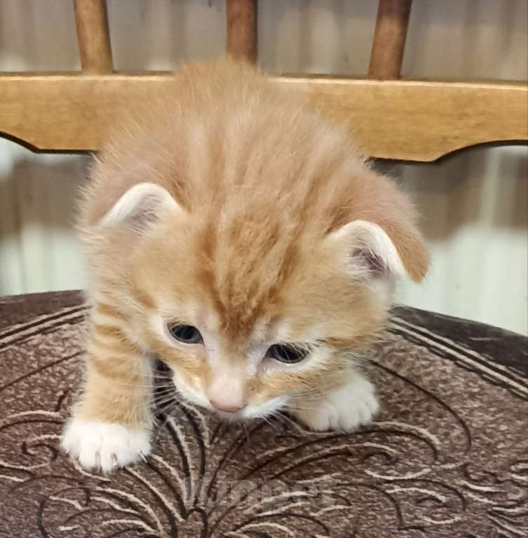 Кошки в Санкт-Петербурге:  Вислоухая рыжая девочка Девочка, 5 000 руб. - фото 1