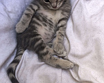 Кошки в Туапсе: Котятки в добрые руки Мальчик, Бесплатно - фото 6