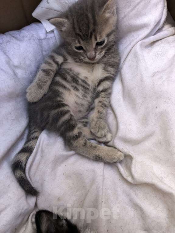 Кошки в Туапсе: Котятки в добрые руки Мальчик, Бесплатно - фото 6