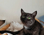 Кошки в Калуге: Кошка-кенгурёшка Фенечка ищет добрые руки. Девочка, Бесплатно - фото 6