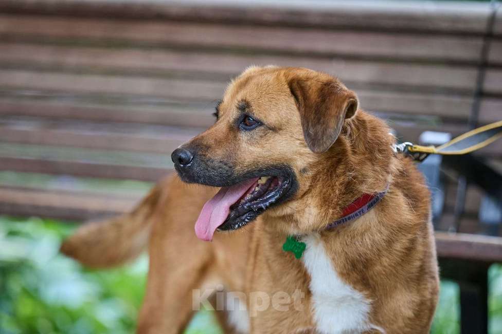 Собаки в других городах Московской области: Тайф - большой ребёнок  Мальчик, 1 руб. - фото 5