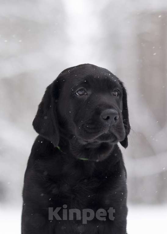 Собаки в Санкт-Петербурге: IRISLAV BINGO Мальчик, 160 000 руб. - фото 1