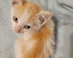 Кошки в Балашихе: Бело рыжая кошечка Девочка, 1 руб. - фото 4