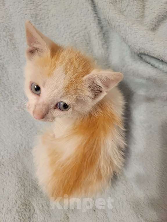 Кошки в Балашихе: Бело рыжая кошечка Девочка, 1 руб. - фото 4