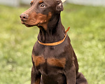Собаки в Белгороде: щенок добермана Девочка, 80 000 руб. - фото 2