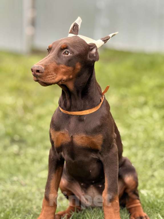 Собаки в Белгороде: щенок добермана Девочка, 80 000 руб. - фото 2