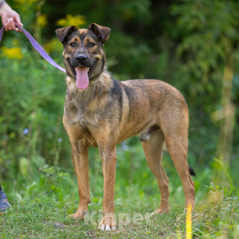 Собаки в Москве: Симба Мальчик, Бесплатно - фото 2