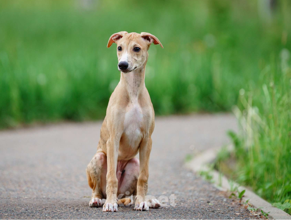 Собаки в Москве: Щенки уиппета Мальчик, Бесплатно - фото 2