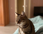 Кошки в Краснодаре: Кошечка ищет дом Девочка, Бесплатно - фото 1