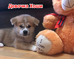 Собаки в Москве: Девочка Акита Девочка, 25 000 руб. - фото 5