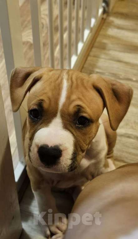 Собаки в Красногорске: Очаровательная девочка Девочка, 80 000 руб. - фото 1