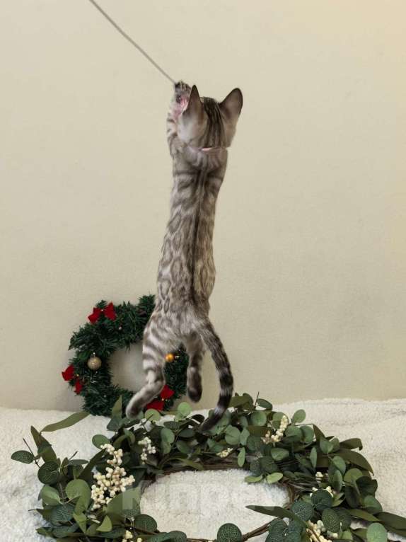 Кошки в Москве: Амелия Девочка, 60 000 руб. - фото 1