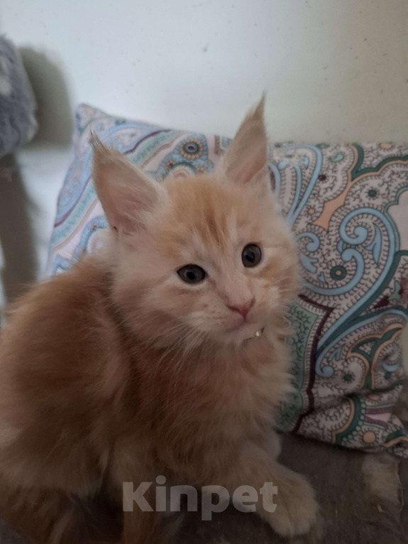 Кошки в Москве: Подарок к 8 марта. Девочка, 25 000 руб. - фото 7