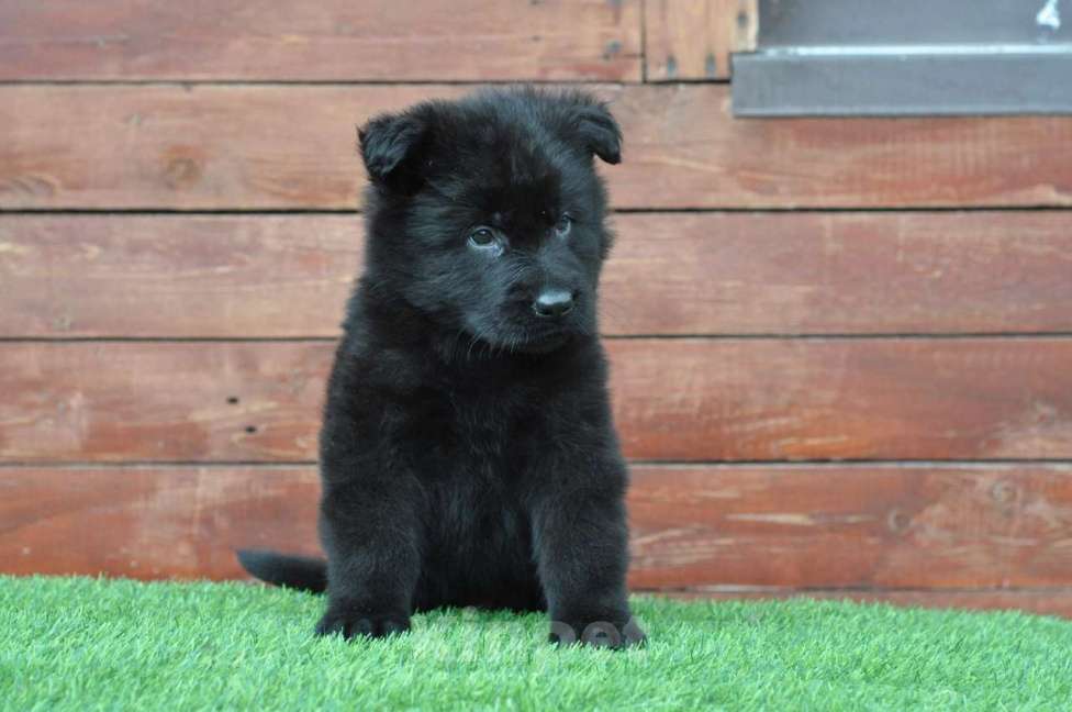 Собаки в Воронеже: Немецкая овчарка длинношерстная черные и зонарные Мальчик, 70 000 руб. - фото 3