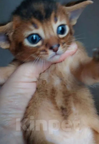 Кошки в Москве: Абиссинские котята  Мальчик, 70 000 руб. - фото 5