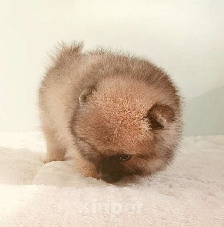 Собаки в Москве: Померанский шпиц,девочка Девочка, 25 000 руб. - фото 9