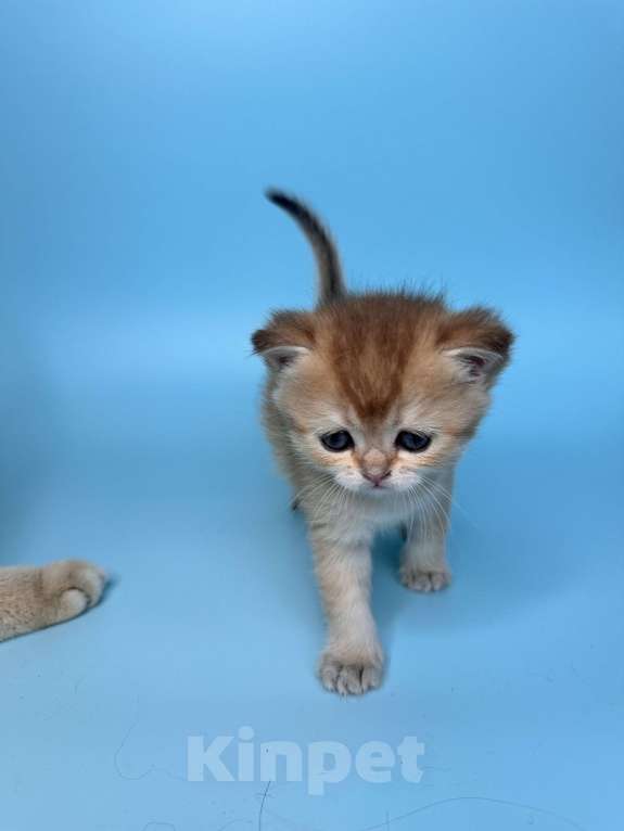 Кошки в других городах Московской области: Новогодние золотые шиншиллы Девочка, 40 000 руб. - фото 3