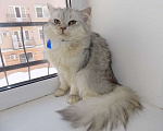 Кошки в Москве: Шотландский длинношерстный прямоухий мальчик Мальчик, 15 000 руб. - фото 3