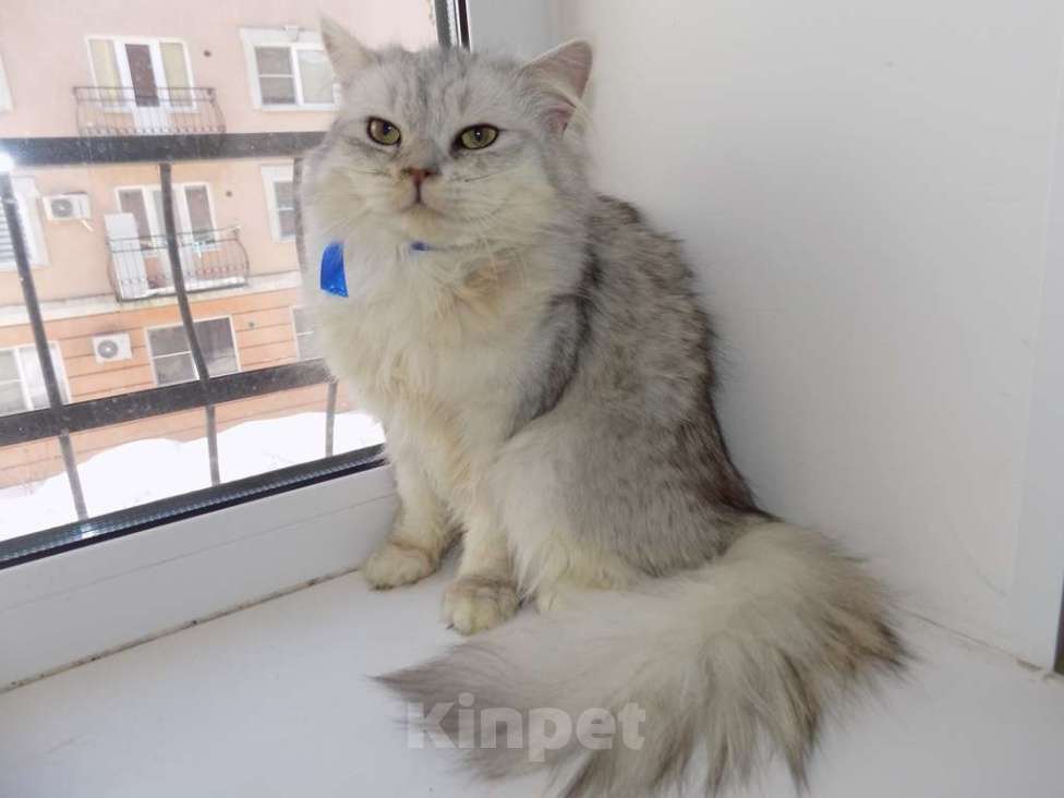 Кошки в Москве: Шотландский длинношерстный прямоухий мальчик Мальчик, 15 000 руб. - фото 3