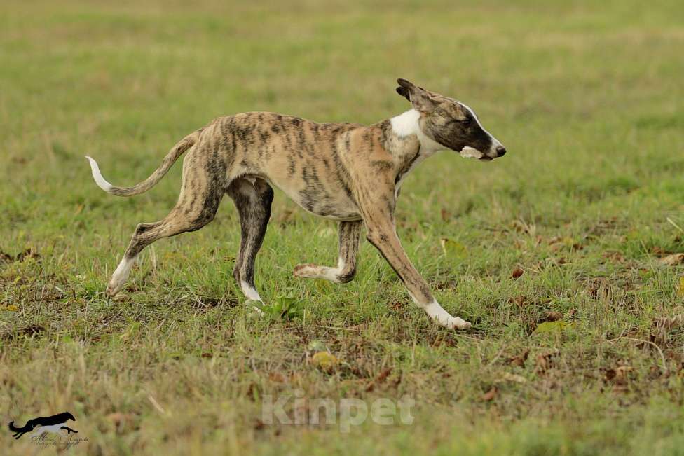 Собаки в Москве: Тигровый уиппет  Мальчик, 130 000 руб. - фото 4