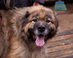 Собаки в Видном: Кавказец Кагыр, 3 года Мальчик, Бесплатно - фото 8