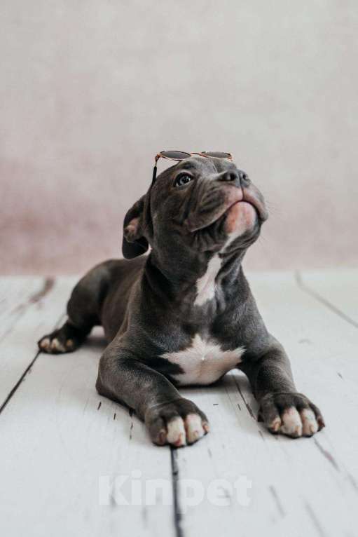 Собаки в Иркутске: Американский булли Мальчик, 120 000 руб. - фото 8