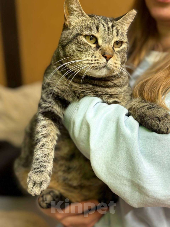 Кошки в Санкт-Петербурге: Кошечка ищет семью Девочка, Бесплатно - фото 2