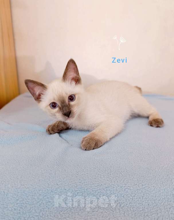 Кошки в Красногорске: Меконгский бобтейл , котята  Мальчик, 45 000 руб. - фото 6