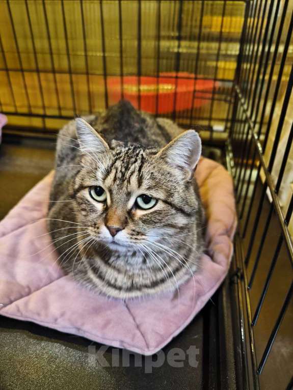 Кошки в Москве: Спокойная кошечка в добрые руки Девочка, Бесплатно - фото 2