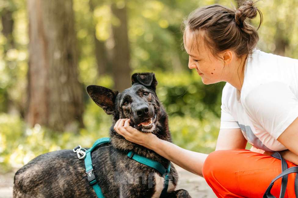 Собаки в Москве: Тигровый Орео в добрые руки Мальчик, Бесплатно - фото 8